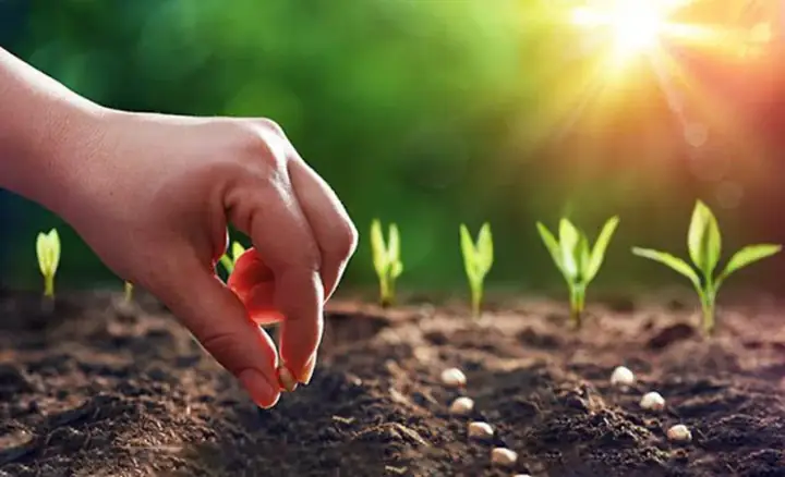 Gieo Nhân Gặt Quả