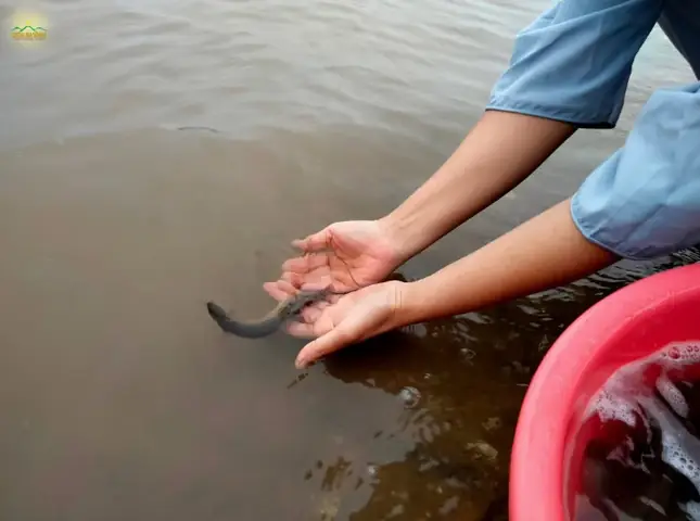 Đức Phật Dạy Việc Sát Sinh Sẽ Đem Bất Hạnh, Đau Khổ Lâu Dài Cho Người Sát Mạng Chúng Sinh (ảnh Minh Họa)