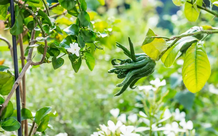 Chọn Phật Thủ Theo Giống Cây, Hình Dáng