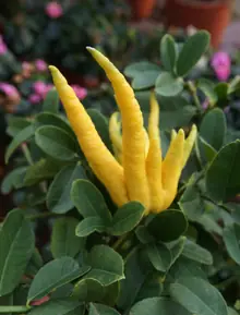 Mâm Ngũ Quả Phật Thủ