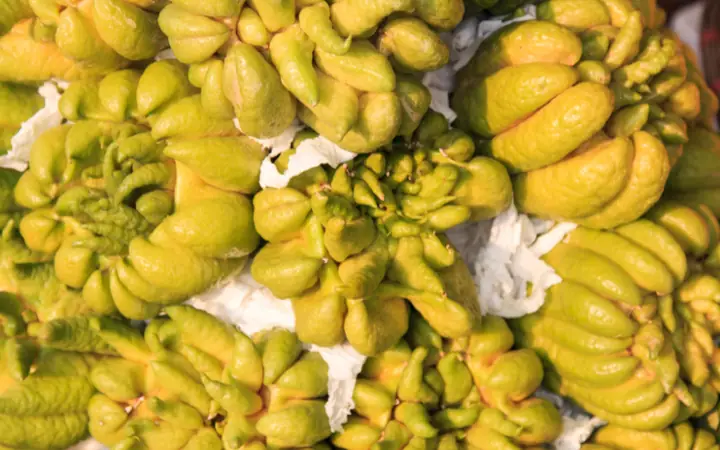 Phật Thủ Là Loại Quả Không Thể Thiếu Được Trong Mâm Ngũ Quả Ngày Tết Được Nhiều Chị Em Mua Về Bày Biện. Nhớ Kỹ Mẹo Này, Chị Em Sẽ Chọn Được Quả Phật Thủ Vừa Đẹp Thơm Lại Thu Hút May Mắn, Phúc Lộc Tới Nhà.