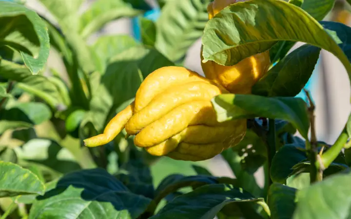 Phật Thủ Là Loại Quả Không Thể Thiếu Được Trong Mâm Ngũ Quả Ngày Tết Được Nhiều Chị Em Mua Về Bày Biện. Nhớ Kỹ Mẹo Này, Chị Em Sẽ Chọn Được Quả Phật Thủ Vừa Đẹp Thơm Lại Thu Hút May Mắn, Phúc Lộc Tới Nhà.