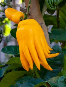 Mâm Ngũ Quả Phật Thủ