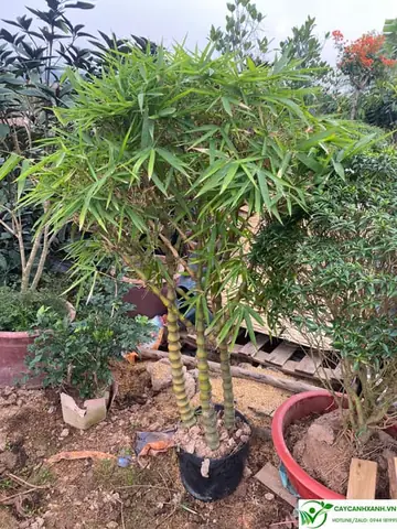 Mua Cây Trúc Phật Bà Giá Rẻ Ở Hà Nội?