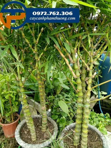 Giới Thiệu Về Cây Trúc Phật Bà