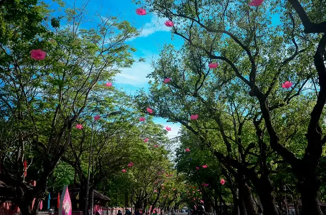 Mùa Phật Đản Lại Về