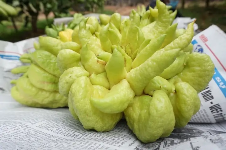 Mua Phật Thủ Đẹp Ở Hà Nội: Hướng Dẫn Chi Tiết Từ A-z