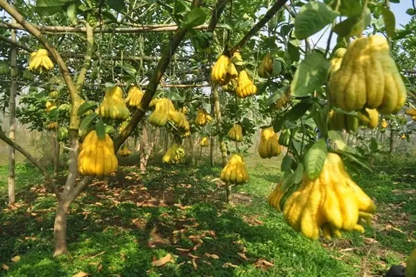 Mua Phật Thủ Đẹp Ở Hà Nội: Hướng Dẫn Chi Tiết Từ A-z