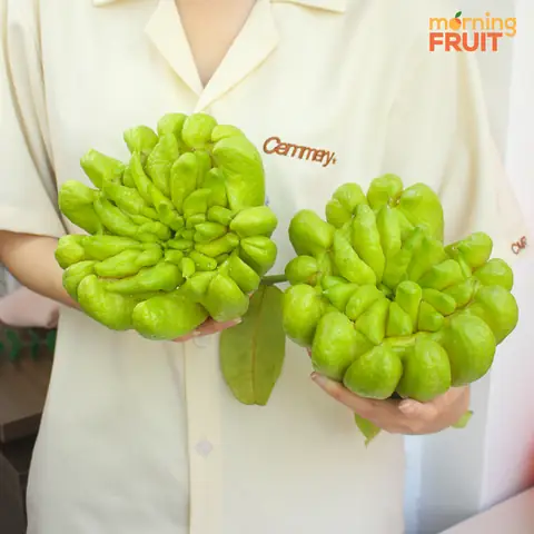 Mua Trái Phật Thủ Ở Đâu Uy Tín Tại Tp.hcm?