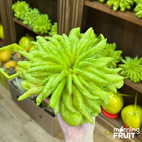 Phân Loại Phật Thủ