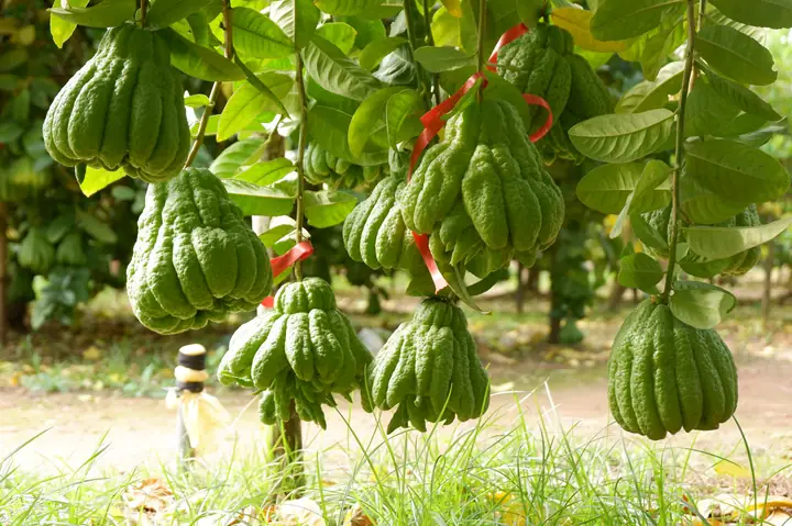 Hà Nội: Phật Thủ Được Giá, Bán 100.000 Đồng/quả, Nhiều Nhà Vườn Ở Đắc Sở Thu Tiền Tỷ - Ảnh 2.