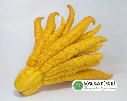 Quả Phật Thủ Là Gì? Đặc Điểm Nổi Bật