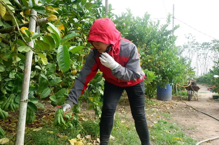 Hà Nội: Phật Thủ Được Giá, Bán 100.000 Đồng/quả, Nhiều Nhà Vườn Ở Đắc Sở Thu Tiền Tỷ - Ảnh 1.