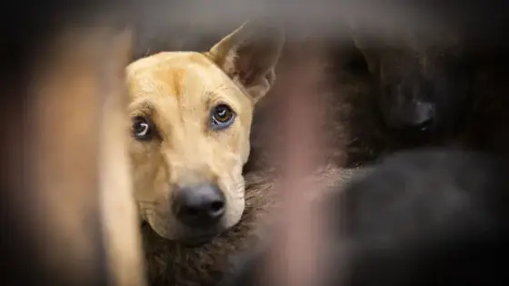 Chuyện Ly Kỳ Về Chú Chó Nghe Kinh