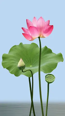 Hình Ảnh Cho Hình Ảnh Hoa Sen Phật Giáo: