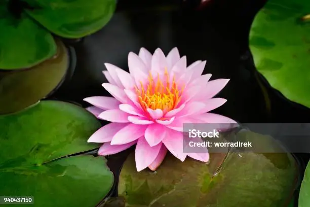 Hình Ảnh Cho Hình Ảnh Hoa Sen Phật Giáo: