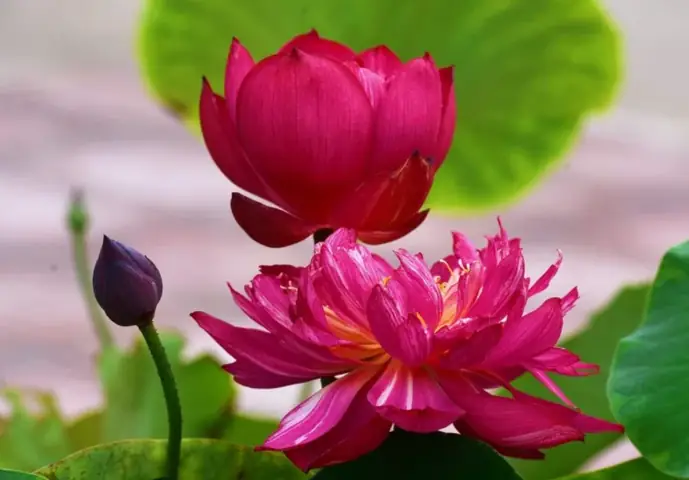 Hình Ảnh Cho Hình Ảnh Hoa Sen Phật Giáo: