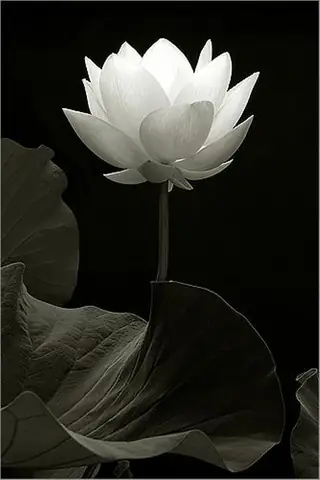 Hình Ảnh Cho Hình Ảnh Hoa Sen Phật Giáo: