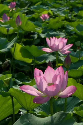 Hình Ảnh Cho Hình Ảnh Hoa Sen Phật Giáo: