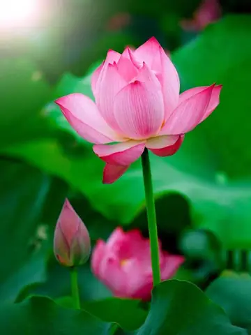 Hình Ảnh Cho Hình Ảnh Hoa Sen Phật Giáo: