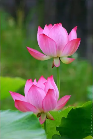 Hình Ảnh Cho Hình Ảnh Hoa Sen Phật Giáo: