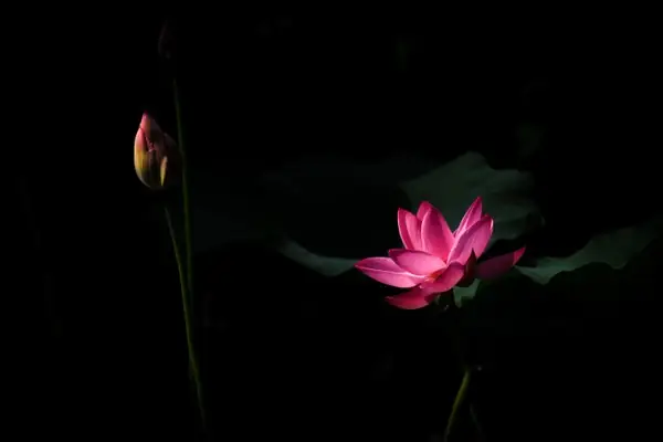 Hình Ảnh Cho Hình Ảnh Hoa Sen Phật Giáo: