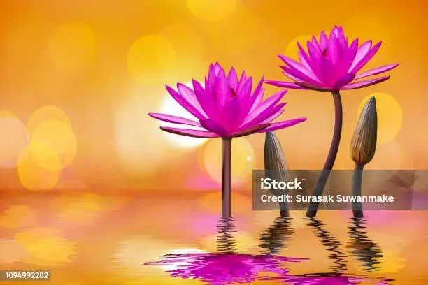 Hình Ảnh Cho Hình Ảnh Hoa Sen Phật Giáo: