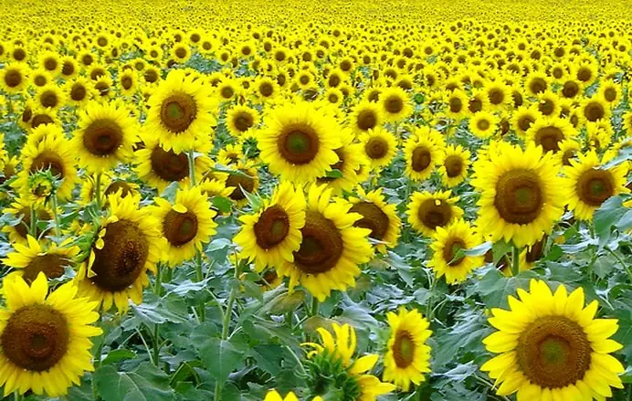 Miên Man Giữa Vườn Hoa Phật Pháp | Giác Ngộ Online