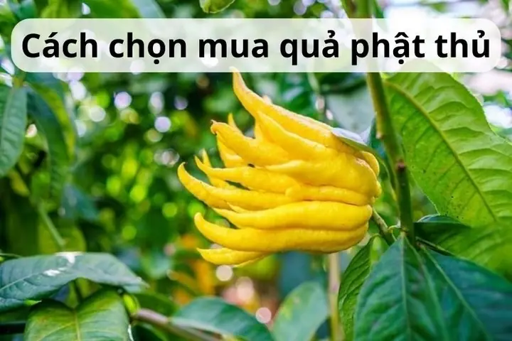 Quả Phật Thủ Là Quả Gì? Ý Nghĩa, Cách Chọn Mua Và Cách Bảo Quản ...
