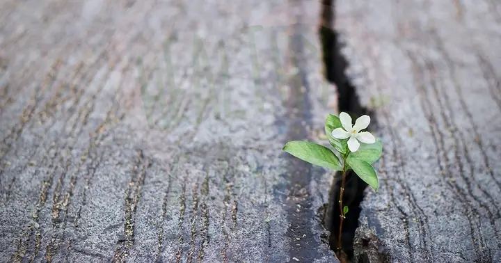 Chữ Duyên Theo Phật Giáo | Giác Ngộ Online