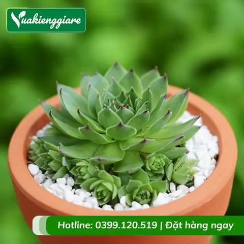 Nhân Giống Sen Đá Phật Bà