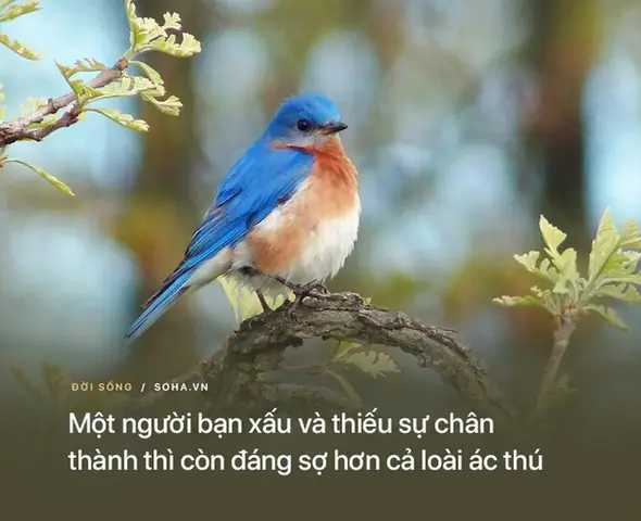 Những Bài Học Được Đúc Kết Ngắn Gọn Từ Những Lời Răn Dạy Dễ Hiểu Và Sâu Sắc Của Đức Phật Hẳn Sẽ Giúp Ích Cho Bạn Trong Cuộc Sống Đầy Biến Động Và Thử Thách Này.