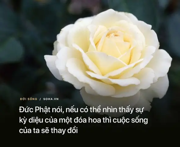 Những Bài Học Được Đúc Kết Ngắn Gọn Từ Những Lời Răn Dạy Dễ Hiểu Và Sâu Sắc Của Đức Phật Hẳn Sẽ Giúp Ích Cho Bạn Trong Cuộc Sống Đầy Biến Động Và Thử Thách Này.