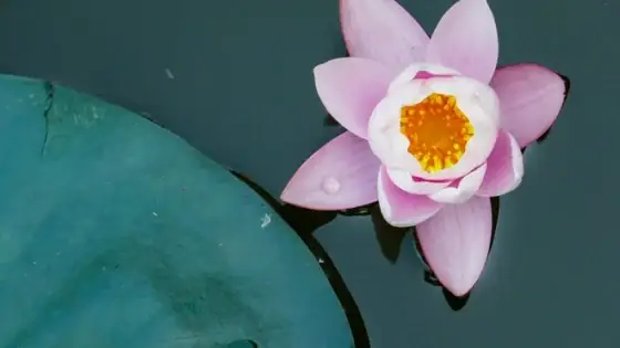 Những Vần Kệ Nên Đọc Hàng Ngày