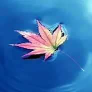 Bị Gia Đình Cản Ngăn Không Cho Hộ Niệm Cụ Ông Biết Trước Ngày Ra Đi Vẫn Một Lòng Niệm Phật Vãng Sanh