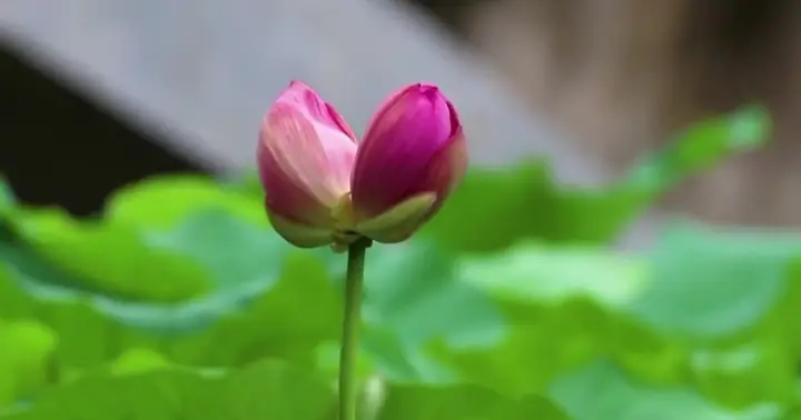 Băn Khoăn Về Giữ Giới Thứ Ba | Giác Ngộ Online