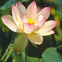 Các Bài Pháp Cùng Chủ Đề: