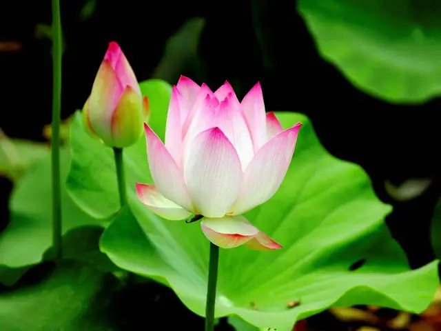 Phải Tu Tâm Để Đạt Tới “vô Sân”. Vô Sân Là Không Nóng Nảy, Hết Giận Hờn. Chúng Sinh Bị Qua Nhiều Kiếp Sinh Tử Luân Hồi Chính Vì Không Thắng Nổi Lòng Sân. Chư Phật Được Tự Tại, Giải Thoát, Là Do Dứt Trừ Được Lòng Sân Tận Gốc. Ảnh Minh Họa