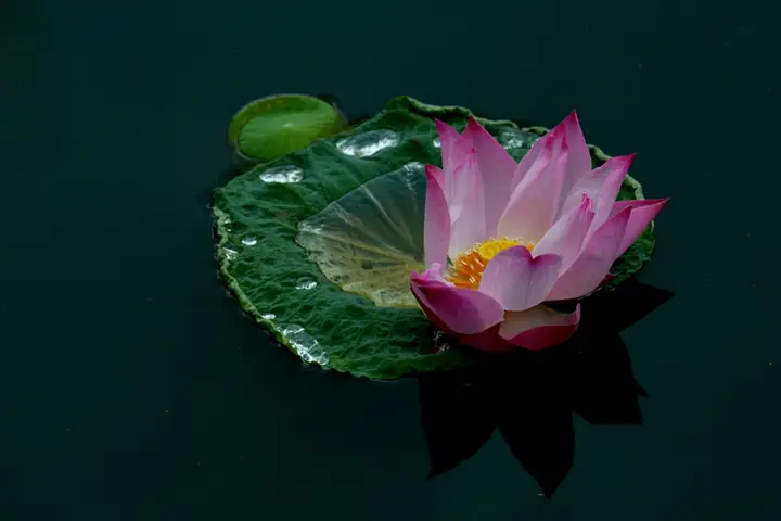 Khi Gặp Khó Khăn Đổ Thừa Nghiệp Quả Liệu Có Đúng?