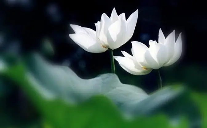 Thiền Tông Việt Nam Với Đời Sống Đương Đại - Viện Trần Nhân Tông