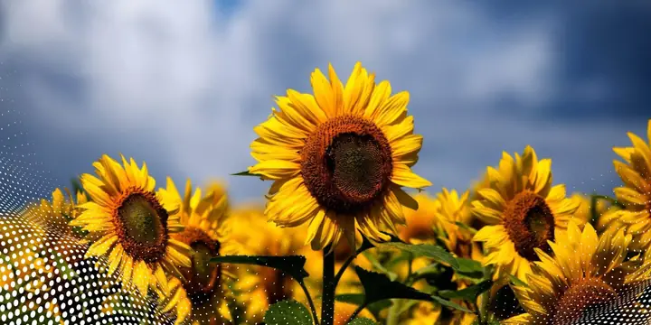 Loài Hoa Tượng Trưng Cho Cung Sư Tử