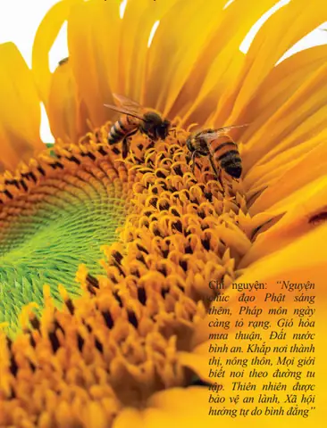 Phật Nhật Tăng Huy, Pháp Luân Thường Chuyển