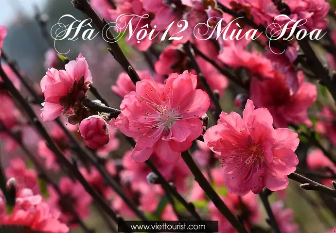 Hoàng Thành Thăng Long - Kinh…