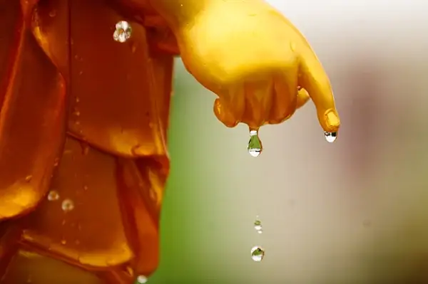 Phật Ở Trong Tâm: Hiểu Thế Nào Cho Đúng?