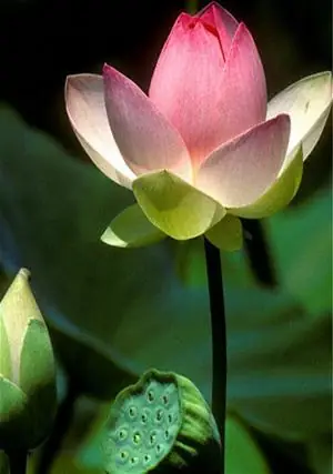 Chua-phat-an-bao-hoa-sen-vu-lan-2008-hoa-sen