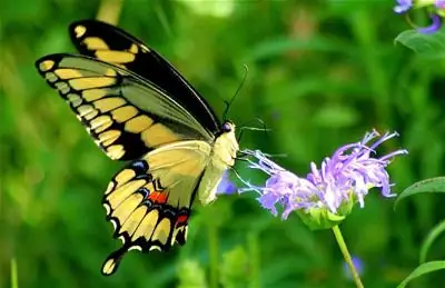 Chua-phat-an-bao-hoa-sen-vu-lan-2008-buom-ve-nghe-phap