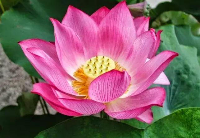 Đến Khi Hiểu Biết Được Phật Pháp, Giác Ngộ Ra Mới Thấy Rằng Có Nhân - Quả, Có Tội - Phước, Có Đời Này - Đời Sau.