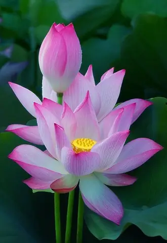 Phật Pháp Sen Hồng: Lễ Hội Tôn Kính Phật Đản Bên Dòng Kênh Nhiêu Lộc