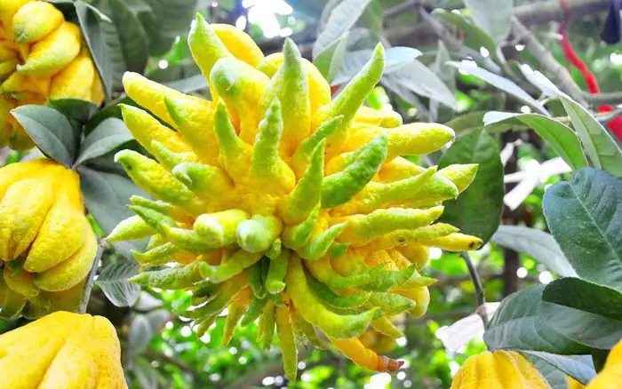 Mẹo Bảo Quản Quả Phật Thủ Luôn Tươi Mới Để Trưng Bàn Thờ Tết