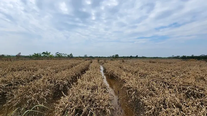 Làng Phật Thủ Đắc Sở Mất Trắng Do Lũ Lụt: Nỗ Lực Phục Hồi Sau Cơn ...